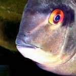 Forward Facing Mouth