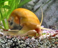 Applesnail