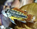Cichlid Caresheets