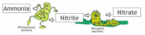 Nitrogen Cycle